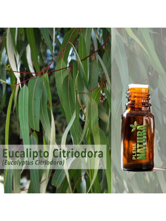 Eucalipto Citriodora - Óleo Essencial